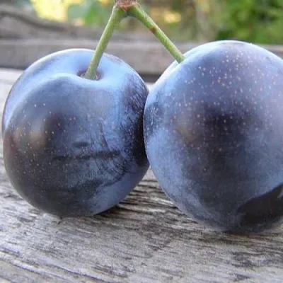 Слива БЛЮФРИ  Слива БЛЮФРИ в Калуге