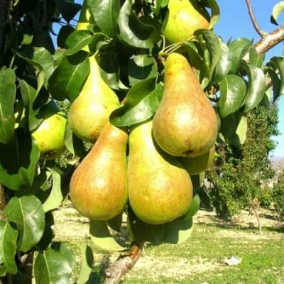 Груша Г-9 колонновидная  Груша Г-9 колонновидная в Калуге