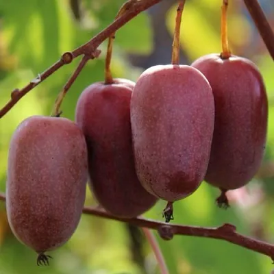 Актинидия ПУРПУРНО САДОВАЯ  аргута в Калуге