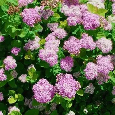 Спирея ПИНК СПАРКЛЕР в Калуге