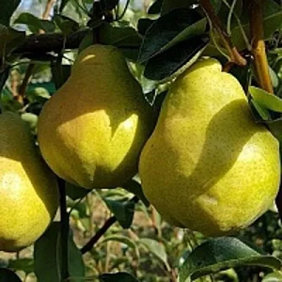 Груша СОКРОВИЩЕ в Калуге