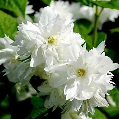 Жасмин ДАМ БЛАНШ  Жасмин ДАМ БЛАНШ в Калуге