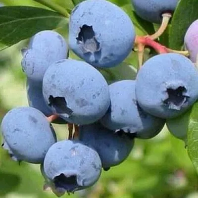 Голубика ДАРРОУ  Голубика ДАРРОУ в Калуге