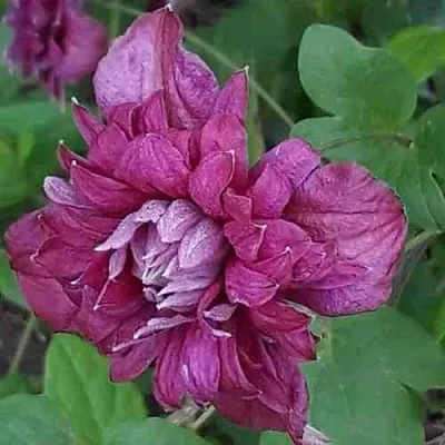 Клематис ПУРПУРЕА ПЛЕНА ЭЛЕГАНС в Калуге