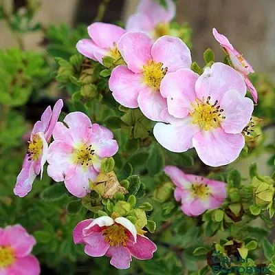 Лапчатка НЬЮ ДАУН кустарниковая  Лапчатка НЬЮ ДАУН кустарниковая в Калуге