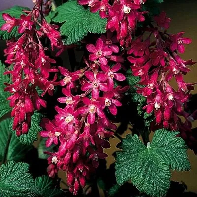 Смородина кроваво-красная  Смородина кроваво-красная в Калуге