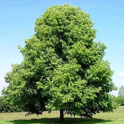 Липа мелколистная  Липа мелколистная в Калуге