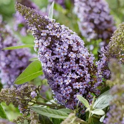 Буддлея давида БАТТЕРФЛЯЙ КАНДИ ЛИЛА СВИТХАРТ  Буддлея давида БАТТЕРФЛЯЙ КАНДИ ЛИЛА СВИТХАРТ в Калуге