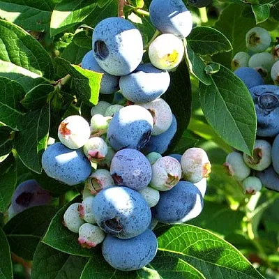 Голубика ВЕЙМУТ  Голубика ВЕЙМУТ в Калуге