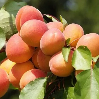 Абрикос КРАСНОЩЁКИЙ Абрикос КРАСНОЩЁКИЙ