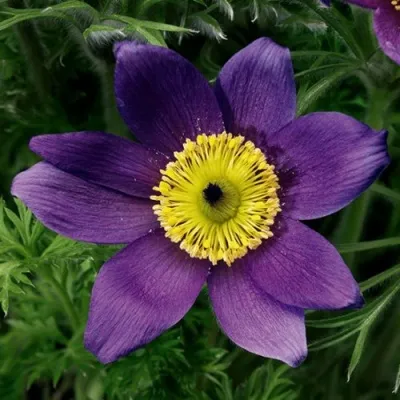 Прострел ПИНВИЛ БЛЮ ШЕЙДЕС в Калуге