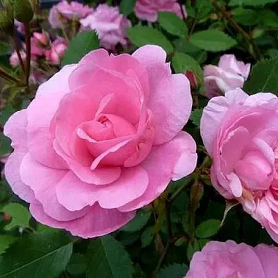 Саженцы роз ДЖОН ДЭВИС плетистая  Саженцы роз ДЖОН ДЭВИС плетистая в Калуге