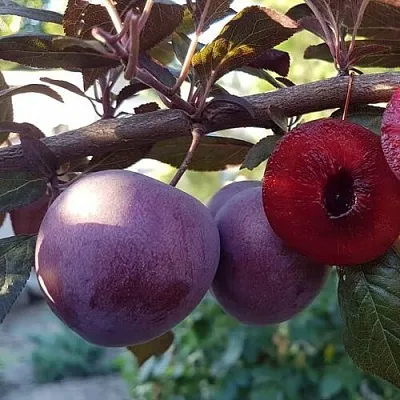 Слива ПАННА   Слива ПАННА  в Калуге