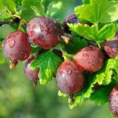 Крыжовник СЕРЕНАДА  Крыжовник СЕРЕНАДА в Калуге