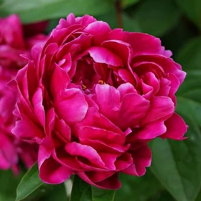 Пион ЛУИ ВАН-ГУТТ травянистый в Калуге