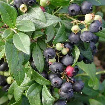 Голубика ПУТТЕ  Голубика ПУТТЕ в Калуге