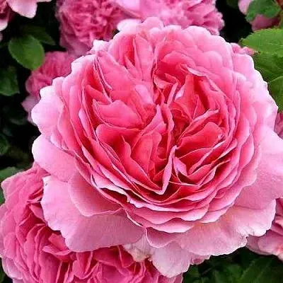 Саженцы роз ПРИНЦЕССА АЛЕКСАНДРА ОФ КЕНТ английская  Саженцы роз ПРИНЦЕССА АЛЕКСАНДРА ОФ КЕНТ английская в Калуге