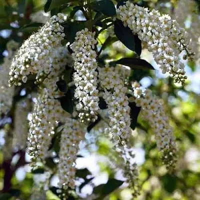 Черемуха виргинская ШУБЕРТ  Черемуха виргинская ШУБЕРТ в Калуге