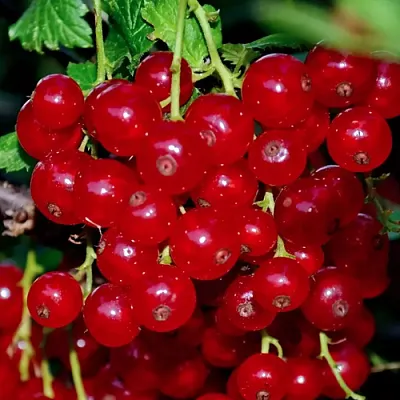 Смородина красная СЕРПАНТИН в Калуге