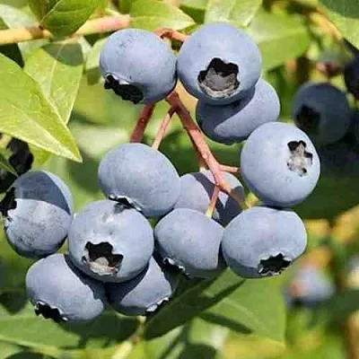 Голубика КРОЭТЭН  Голубика КРОЭТЭН в Калуге