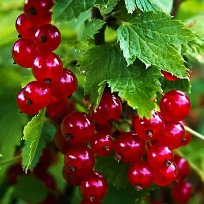 Смородина красная РОЛАН в Калуге