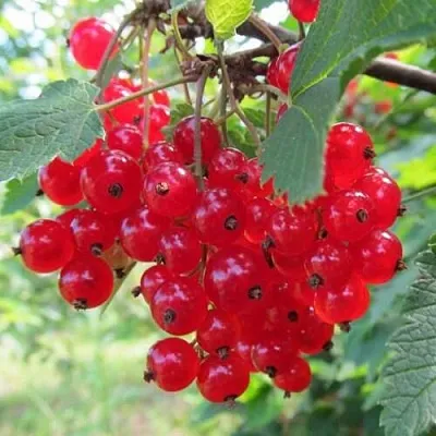 Смородина красная КРАСНАЯ АНДРЕЙЧЕНКО в Калуге