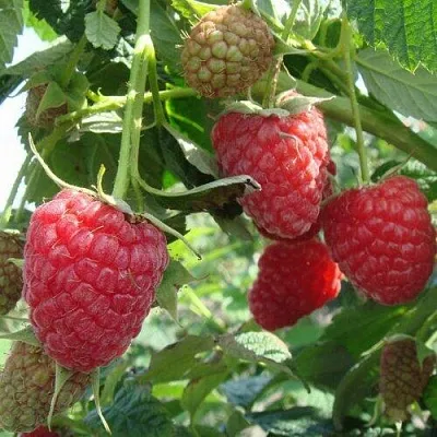 Малина КОЛОКОЛЬЧИК в Калуге