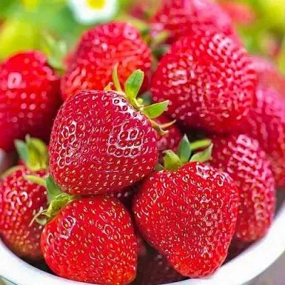 Клубника СИЛЬВИЯ  Клубника СИЛЬВИЯ в Калуге