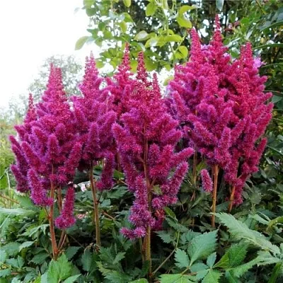 Астильба ВИЖНС китайская в Калуге