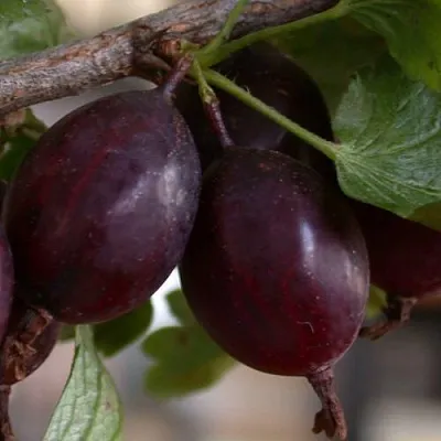 Крыжовник ЧЕЛЯБИНСКИЙ СЛАБОШИПОВАТЫЙ  Крыжовник ЧЕЛЯБИНСКИЙ СЛАБОШИПОВАТЫЙ в Калуге