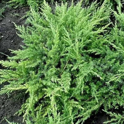 Можжевельник ШЛЯГЕР прибрежный в Калуге