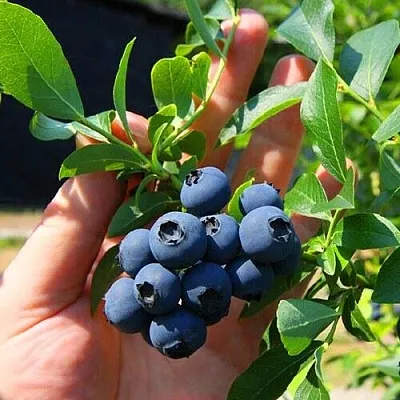 Голубика НОРТ КАНТРИ  Голубика НОРТ КАНТРИ в Калуге