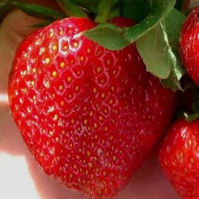 Клубника МАГНУС  Клубника МАГНУС в Калуге