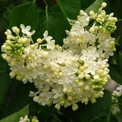 Сирень ПРИМРОУЗ  Сирень ПРИМРОУЗ в Калуге