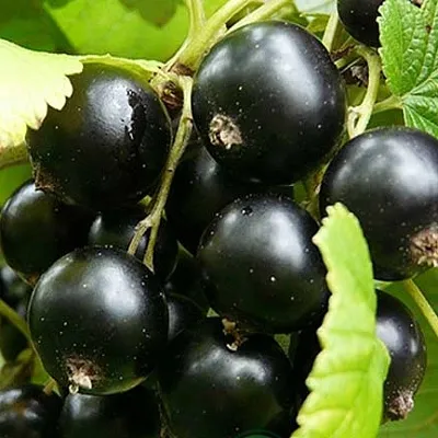 Смородина черная ЭБОНИ  Смородина черная ЭБОНИ в Калуге
