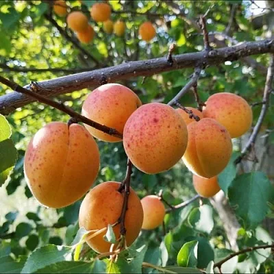 Абрикос ЖЕРДЕЛА  Абрикос ЖЕРДЕЛА в Калуге