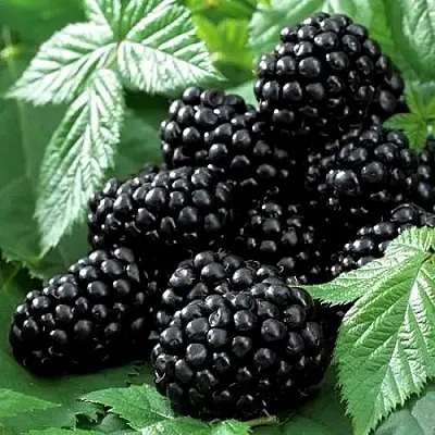 Ежевика БЛЭК БЬЮТИ в Калуге