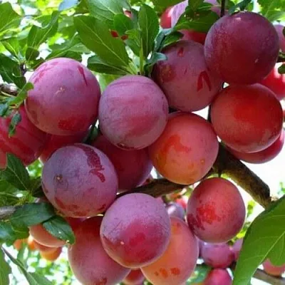 Слива НЕКТАРИННАЯ АРОМАТНАЯ  Слива НЕКТАРИННАЯ АРОМАТНАЯ в Калуге