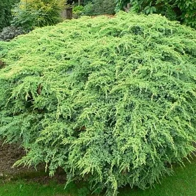 Можжевельник ХОЛГЕР чешуйчатый в Калуге