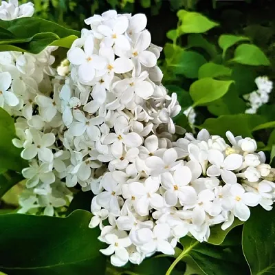 Сирень МАЛЕНЬКИЙ ПРИНЦ  Сирень МАЛЕНЬКИЙ ПРИНЦ в Калуге