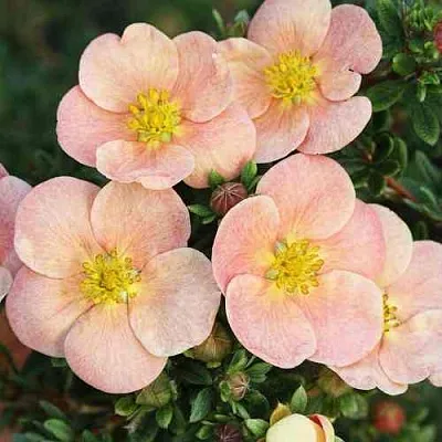 Лапчатка ДЕЙДАУН кустарниковая   Лапчатка ДЕЙДАУН кустарниковая  в Калуге