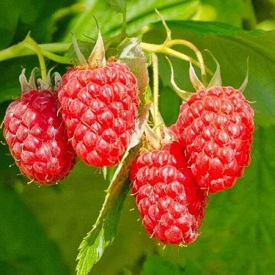 Малина ИЗОБИЛЬНАЯ  Малина ИЗОБИЛЬНАЯ в Калуге