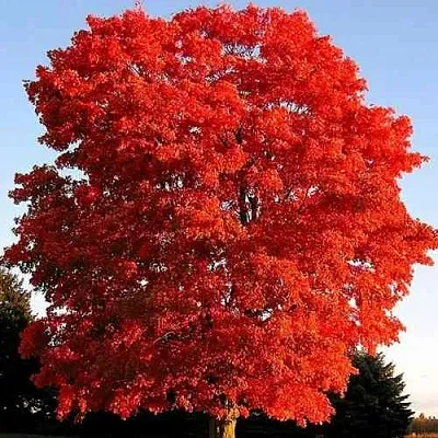 Дуб красный   Дуб красный  в Калуге