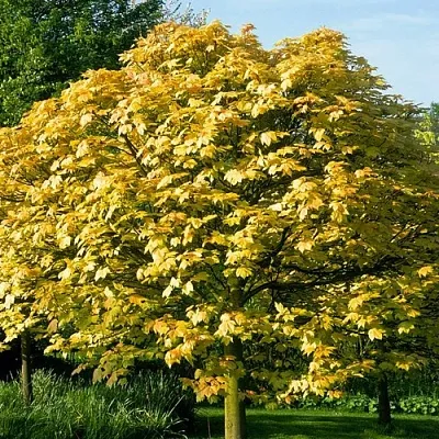 Клен ложноплатановый  Клен ложноплатановый в Калуге