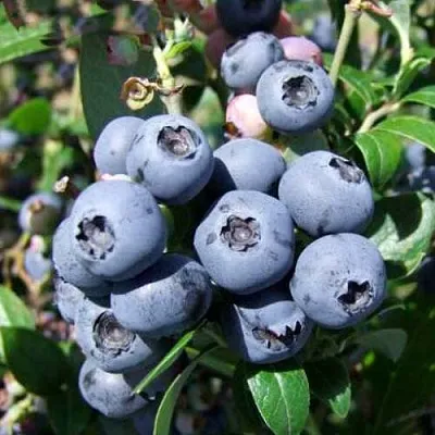 саженцы голубики саженцы голубики