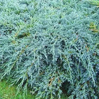 Можжевельник БЛЮ КАРПЕТ чешуйчатый  Можжевельник БЛЮ КАРПЕТ чешуйчатый в Калуге