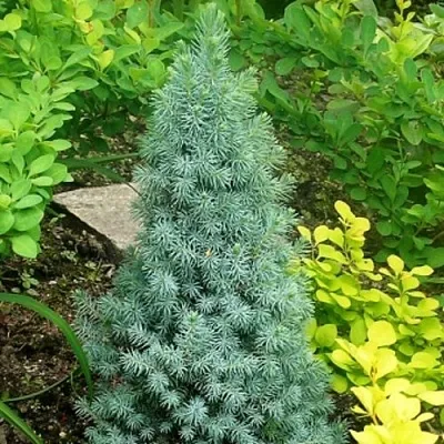 Ель КОНИКА сизая  Ель КОНИКА сизая в Калуге