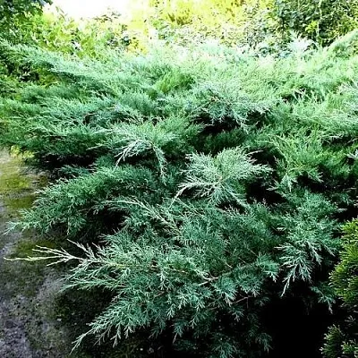 Можжевельник ПФИТЦЕРИАНА ГЛАУКА средний в Калуге
