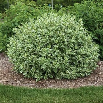 Дерен ЭЛЕГАНТИССИМА белый  Дерен ЭЛЕГАНТИССИМА белый в Калуге