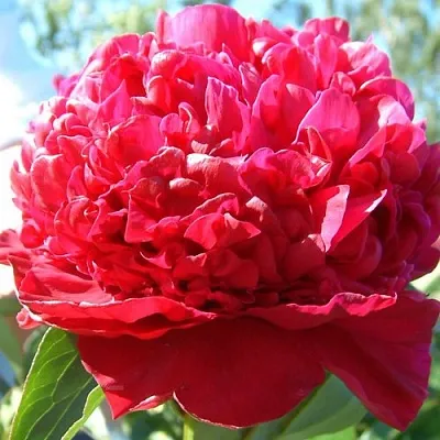 Пион ИНСПЕКТОР ЛАВЕРН травянистый в Калуге